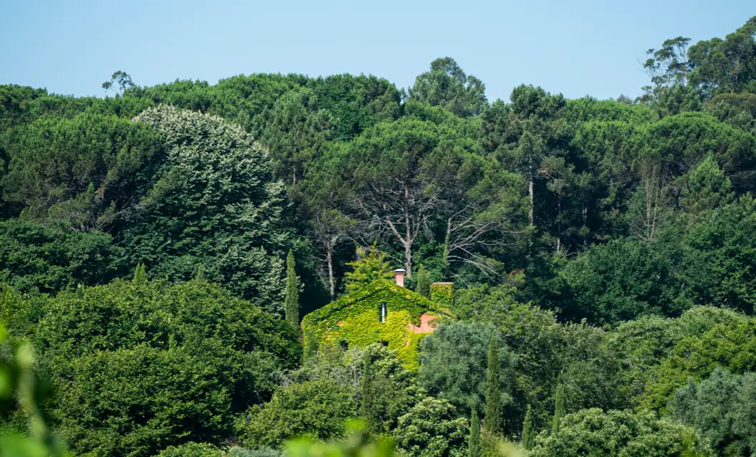 herdade do esporao -house in the woods